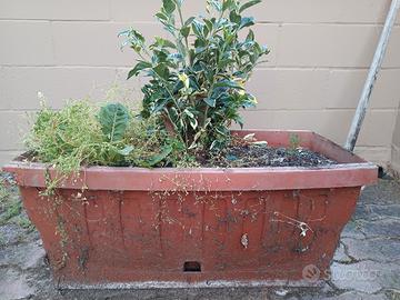 3 vasi con piante da terrazzo misure 38x73