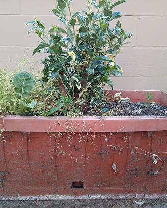 3 vasi con piante da terrazzo misure 38x73