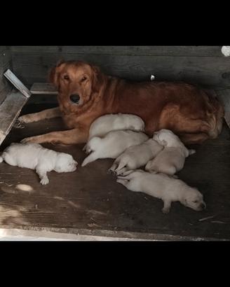Golden retriever