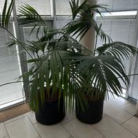 Palme Kentia con vaso auto-irrigante Ø40 cm