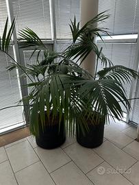 Palme Kentia con vaso auto-irrigante Ø40 cm