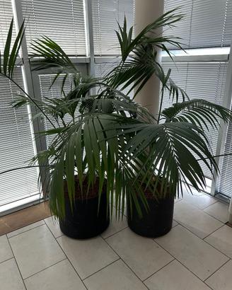 Palme Kentia con vaso auto-irrigante Ø40 cm