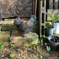 Moroseta riproduttore