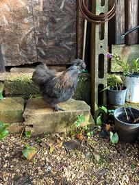 Moroseta riproduttore