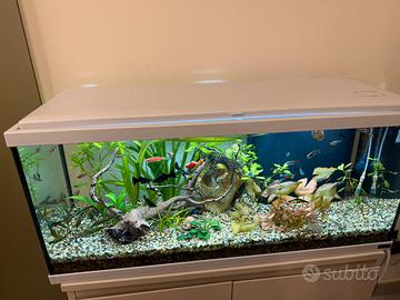 Acquario