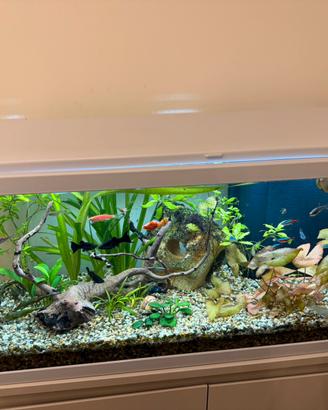 Acquario