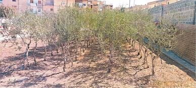 alberi di olive
