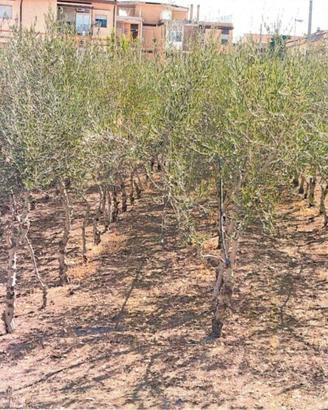 alberi di olive