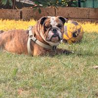 Bullldog inglese per monta