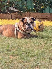 Bullldog inglese per monta