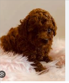 Barboncini Red scuro