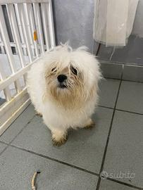 Cane maltese coreano