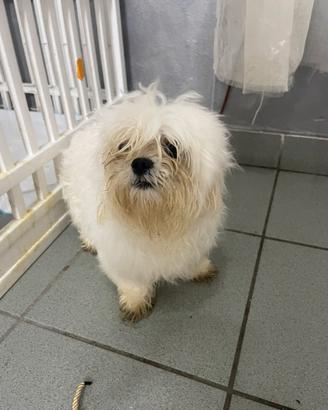 Cane maltese coreano