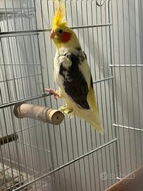 Calopsiti pezzate