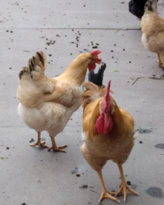 Galline