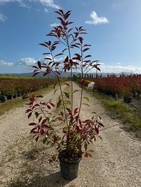 Photinia red robin pianta da siepe h.150