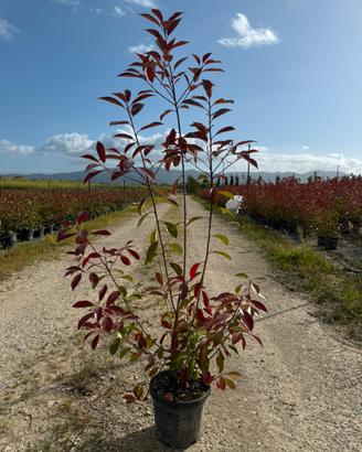 Photinia red robin pianta da siepe h.150