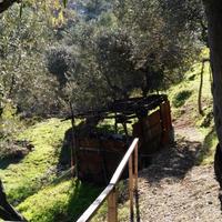 Terreno uliveto e terreno agricolo