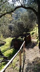 Terreno uliveto e terreno agricolo