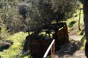 Terreno uliveto e terreno agricolo