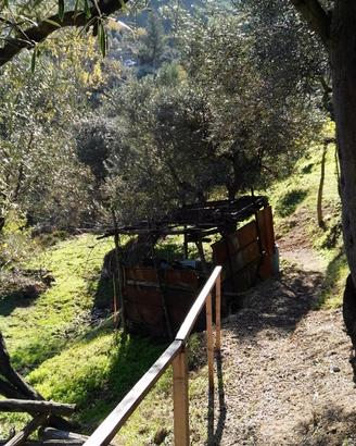 Terreno uliveto e terreno agricolo