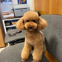 Chihuahua e barboncino toy X accoppiamento