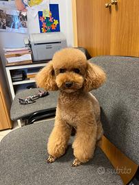 Chihuahua e barboncino toy X accoppiamento