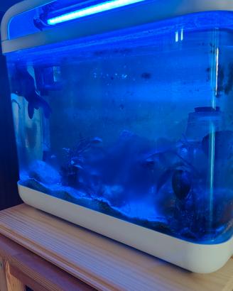 acquario
