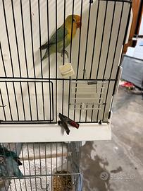 Inseparabili Fischer