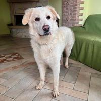 Simil maremmano SUPER DOLCE