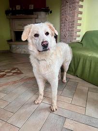 Simil maremmano SUPER DOLCE