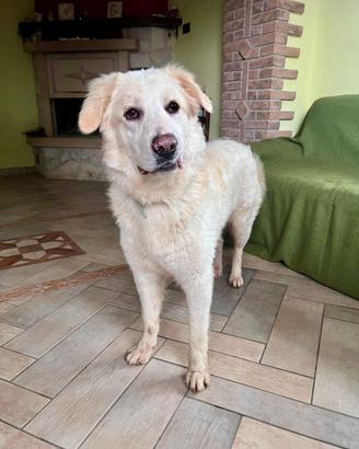 Cucciolone simil maremmano SUPER DOLCE