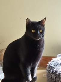 Meraviglioso gatto nero