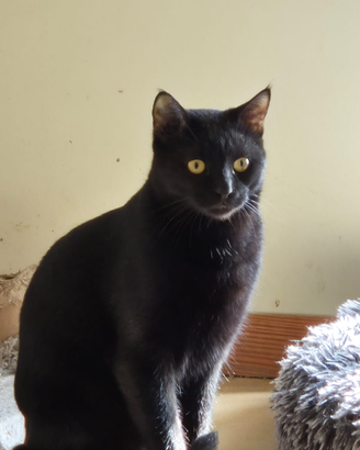 Meraviglioso gatto nero