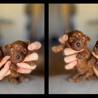 Barboncino linea di sangue Asiatica