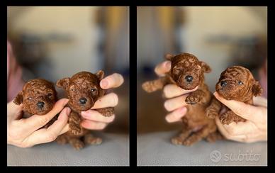 Barboncino linea di sangue Asiatica