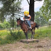 Cavallo castrone da scuola