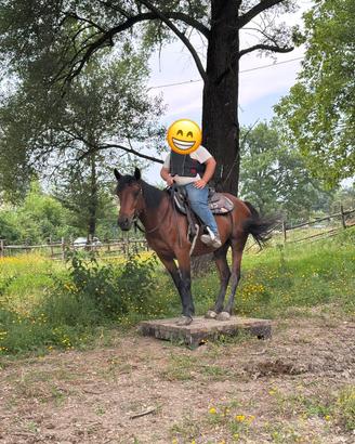 Cavallo castrone da scuola