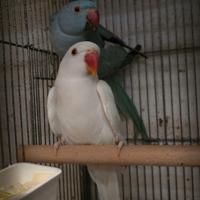 Parrocchetto dal collare