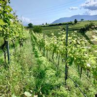 Meleto e vigneto ad Appiano