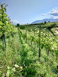 Meleto e vigneto ad Appiano