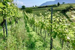 Meleto e vigneto ad Appiano