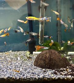 Pesce