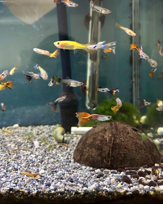 Pesce