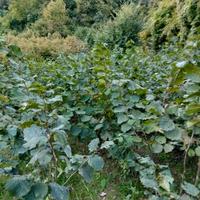 piantini di nocciolo 