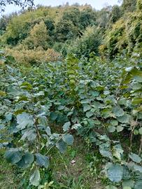 piantini di nocciolo 