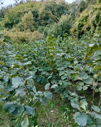 piantini di nocciolo 