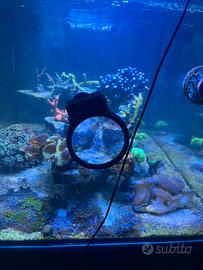 Lente ingrandimento Acquario Marino