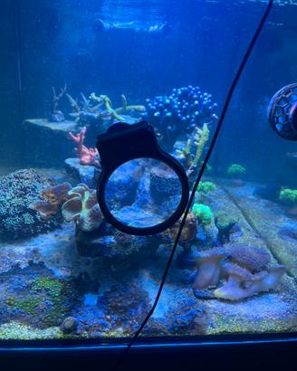 Lente ingrandimento Acquario Marino