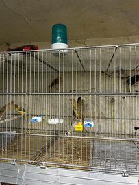 Canarini scotch 2026